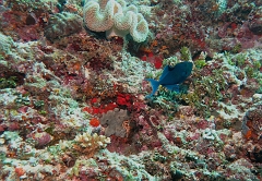 Velidhu - 2013_03_10 - IMG_0326rf_Baliste bleu ou a dents rouges - Odonus niger_Gaagandu faru_Plongee